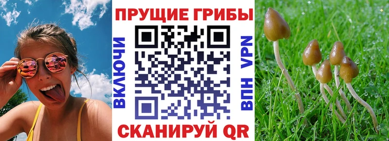 Галлюциногенные грибы Psilocybine cubensis  mega онион  Волжск 